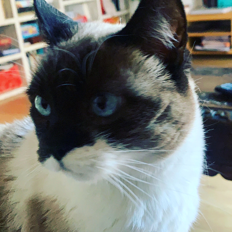 Diseño página web de 